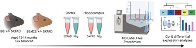 Genetic background influences the 5XFAD Alzheimer's disease mouse model brain proteome